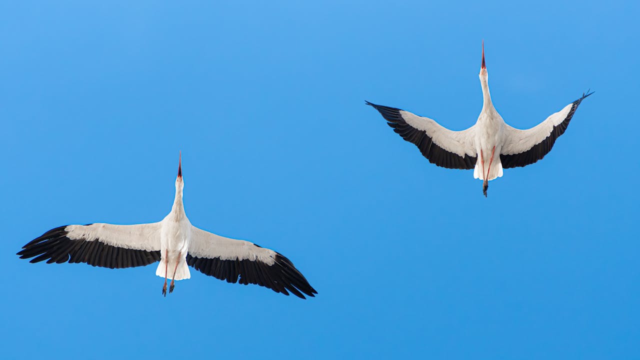 Two white storks gracefully soaring in a clear blue sky, showcasing their majestic wingspan.