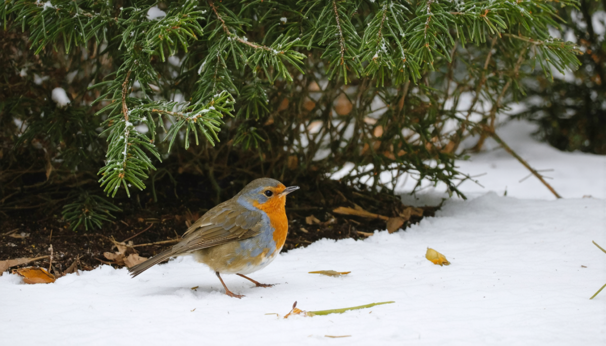 découvrez les deux friandises incontournables pour attirer les rouges-gorges dans votre jardin en hiver et observer ces oiseaux fascinants de près.